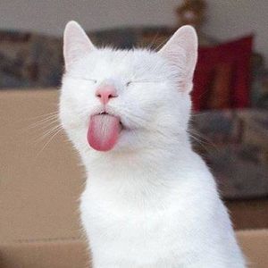 Meet your Posher, Lee petie